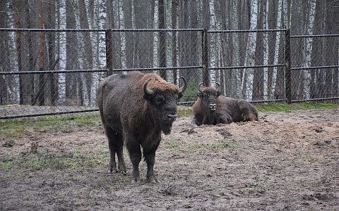 Нефтяники передали Окскому заповеднику 3 тонны кормов для зубров