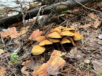 Грибники, к бою: в январе рязанские леса заполонили опята