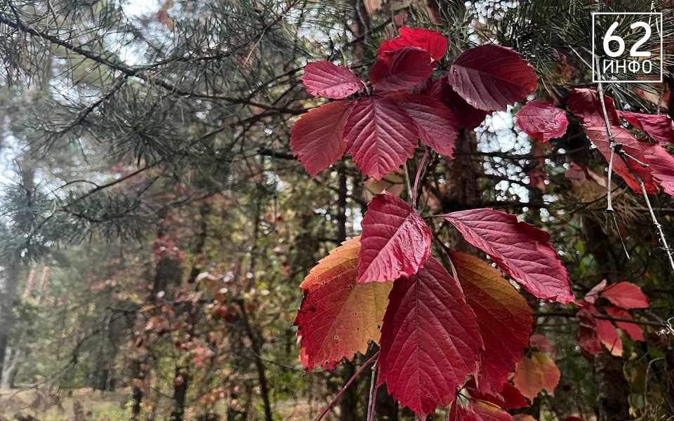 Октябрьские тропики: в Рязанской области три района ждут дожди - 62ИНФО Октябрьские тропики: в Рязанской области три района ждут дожди - 62ИНФО