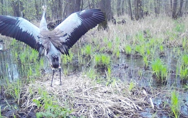 Серые журавли вернулись с зимовки на родные болота Окского заповедника