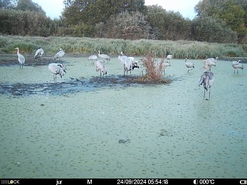 В Окском заповеднике в фотоловушку попал навестивший журавлей лось