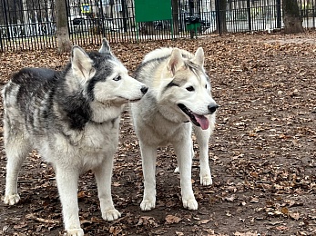 Где в Рязани гулять с собакой: официальные площадки и запрещенные места для выгула 