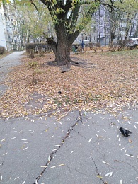 Рязанцы заметили на улицах города мёртвых птиц