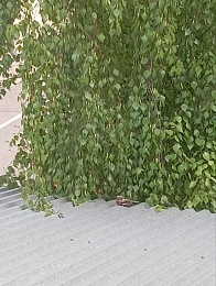 Дерзкий ночной козодой сфотографировался в центре Рязани