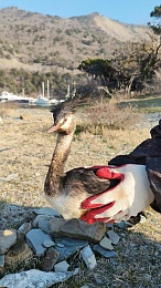Рязанка рассказала о спасении птиц в Анапе