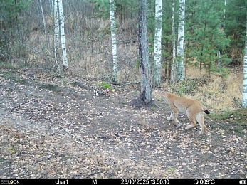 В рязанском лесу заметили рысь и волчью стаю - 62ИНФО В рязанском лесу заметили рысь и волчью стаю