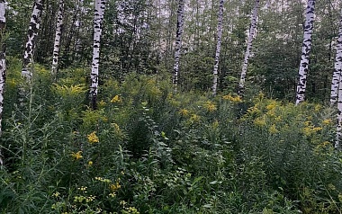 Кладбища домашних животных: где в Рязани хоронят кошек и собак