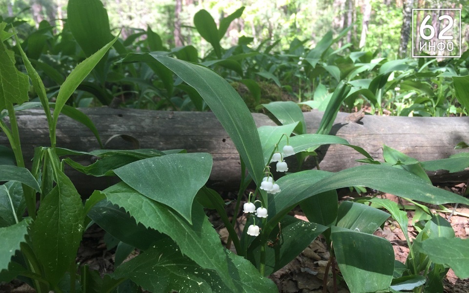 В рязанских лесах цветут поляны ландышей - 62ИНФО