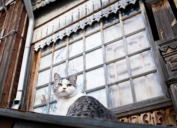 Рязанская кошка Ефросинья поборется за «Хвостатый Оскар»