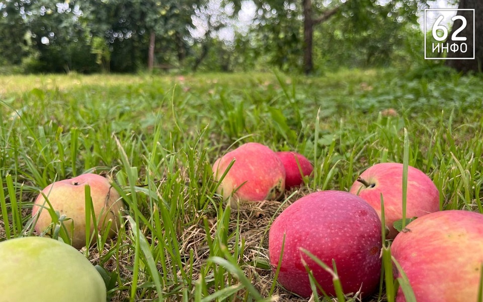 Рязанцев ждет теплое "Марфино лето" в сентябре - 62ИНФО