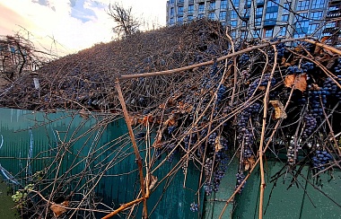 "Облако" ягод: в Рязани нашли "виноградный" дом