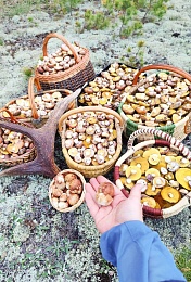 Рязанские леса в мае накрыло волной маслят и белых грибов - 62ИНФО Рязанские леса в мае накрыло волной маслят и белых грибов