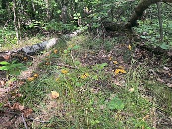 Провожаем лето: красивые фото Рязанской области с настроением отпуска