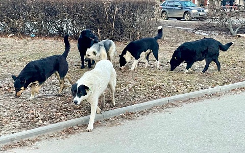 В Рязанской области пройдет отлов бродячих собак