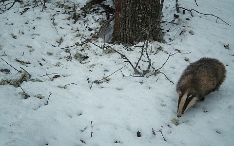 В Окском заповеднике после зимней спячки проснулись барсуки