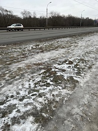 На Московском шоссе в Рязани неизвестные сломали молодые деревья 