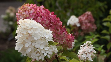 В Педагогическом сквере Рязани посадили гортензию и яблони