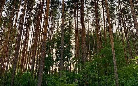 В Касимовском округе хотят развивать охотничий туризм