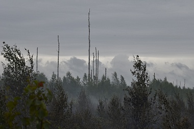 Дым без огня. Как выглядит лесной пожар под Рязанью спустя неделю 