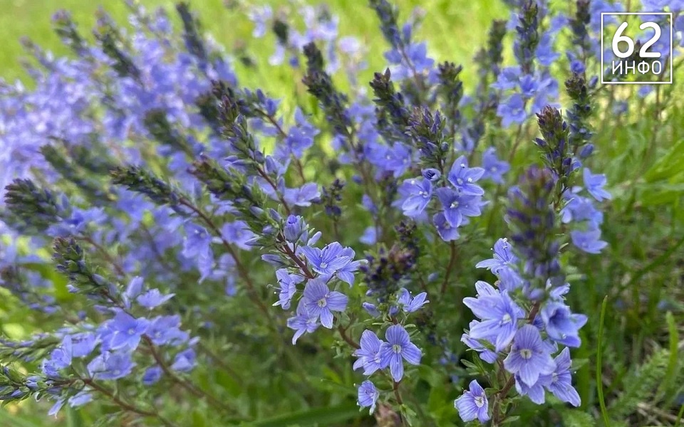 В Рязанской области сохранится жара - 62ИНФО