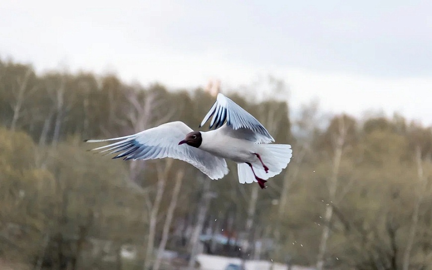 Ока у Рязани продолжает падать