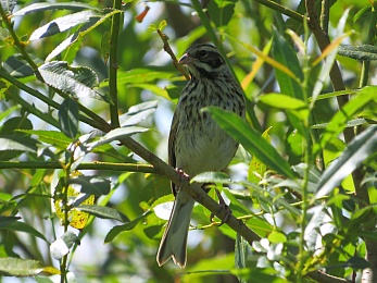 Орнитологи показали слётки разных видов птиц в Рязанской области