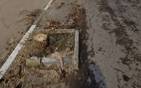 Мэрия Рязани объяснила спил деревьев на Дзержинского санитарной расчисткой
