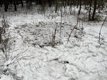 Под Солотчей обезглавливают и корчуют сосны