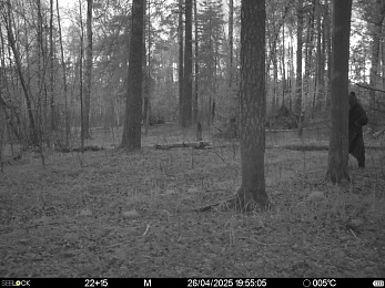 Медведь рыскал у деревни в Клепиковском районе