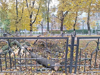 В Рязани корчуют деревья в сквере на Есенина - 62ИНФО В Рязани корчуют деревья в сквере на Есенина