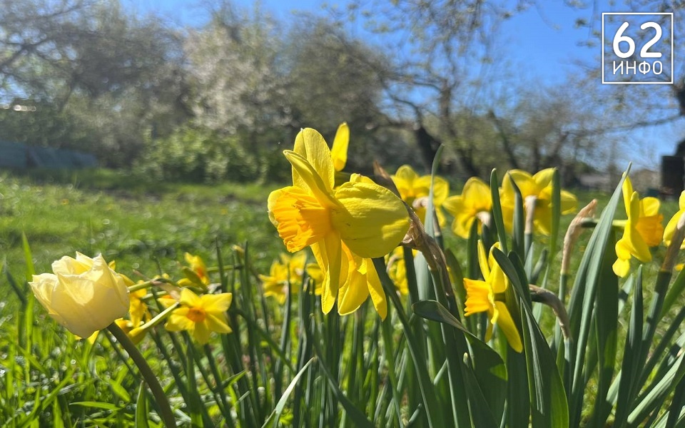 Аномалия грядет: рязанцам обещают новую волну заморозков в мае - 62ИНФО