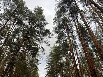Аномальный февраль: в лесах под Рязанью распускается листва и растут грибы