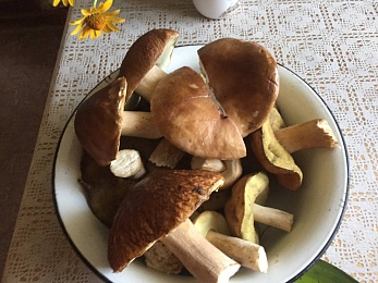 Названы урожайные леса Рязанской области с лисичками и белыми грибами