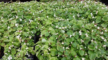 В Рязани клумбы украсят 400 тысяч однолетних растений