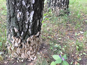 Рязанские эксперты рассказали, как бороться с непарным шелкопрядом