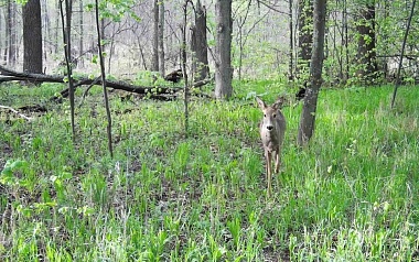 В Окском заповеднике серые косули начали рыжеть