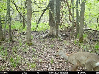 В Окском заповеднике серые косули начали рыжеть