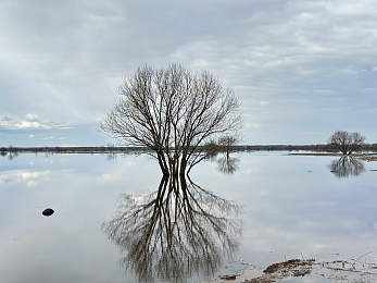 Рязанское море: фото разлива Оки