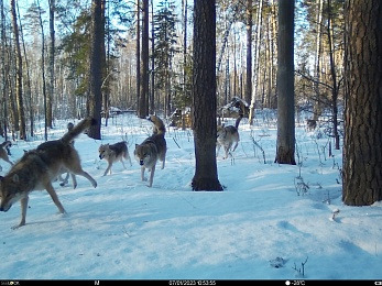 Окский заповедник показал снимки волков и рыси с фотоловушек