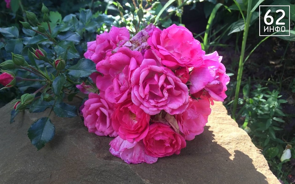 В Рязанской области 11 июля прогнозируют снижение температуры до +29°С - 62ИНФО