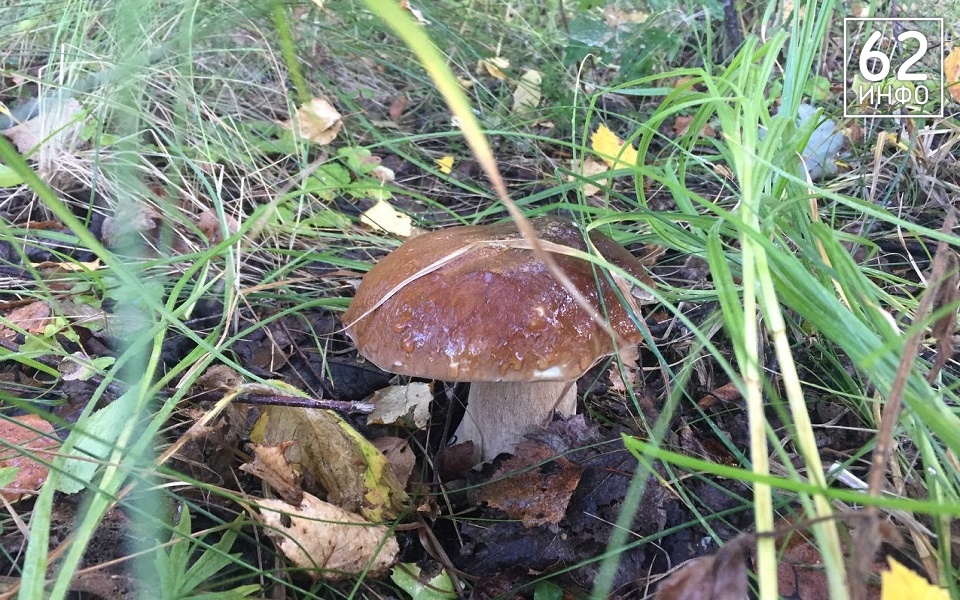 В рязанских лесах заблудились 8 человек - 62ИНФО