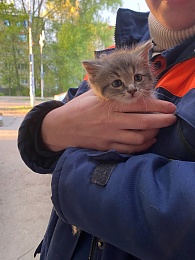 В Рязани раскрыли тайну "мяукающей стены"