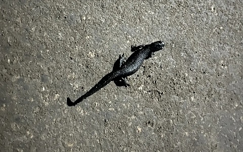 В Рязанской области на дороги высыпали гребенчатые тритоны