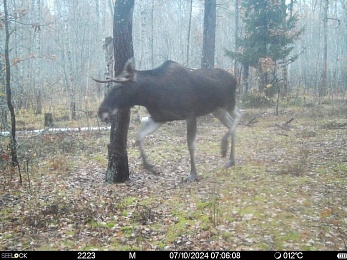 В Окском заповеднике заметили мокрого волка и лося в тумане