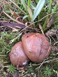 В рязанских лесах собирают свинухи и корзины маслят в мае