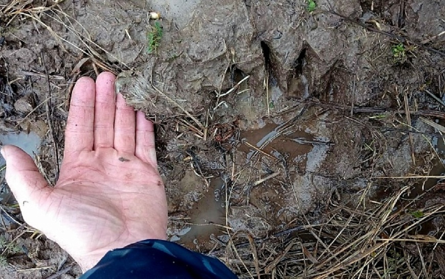 В лесу у Кадома охотники нашли следы медведя