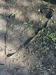 В Рязани мужчина пытался зарезать собаку кухонным ножом - 62ИНФО В Рязани мужчина пытался зарезать собаку кухонным ножом