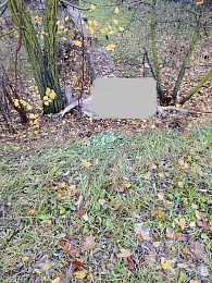 В Рязанской области автобус сбил корову - 62ИНФО В Рязанской области автобус сбил корову