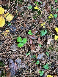 В рязанских лесах в декабре цветут цветы и растут грибы