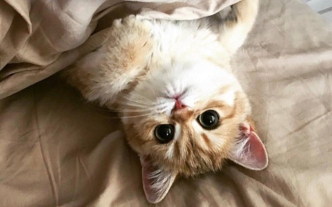 Каждый седьмой россиянин держит дома животное